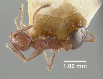 Media type: image;   Entomology 31795 Aspect: habitus dorsal view